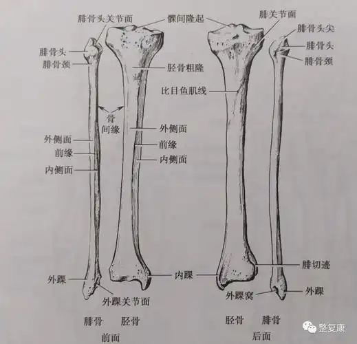 b·内外侧半月板下面与胫骨内外侧髁之间;c·股骨髌面与髌骨关节面