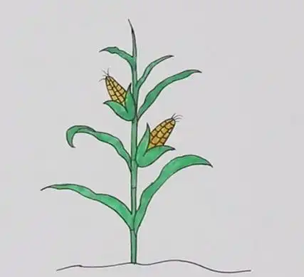 玉米田地画 一颗玉米简单好看简笔画