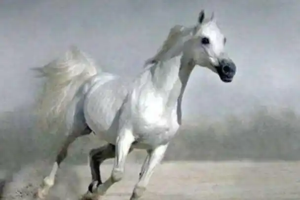 西游记里的白龙马拍完戏去向如何最后结局让人鼻子一酸