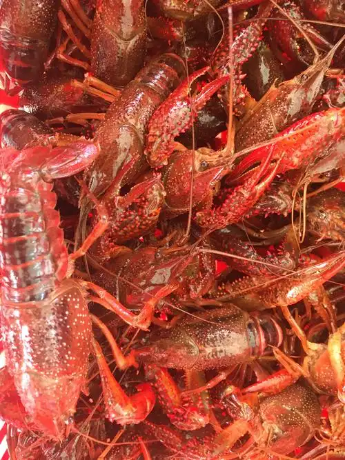 潜江小龙虾 大青6上不封顶 全是硬规格 各种规格小龙虾