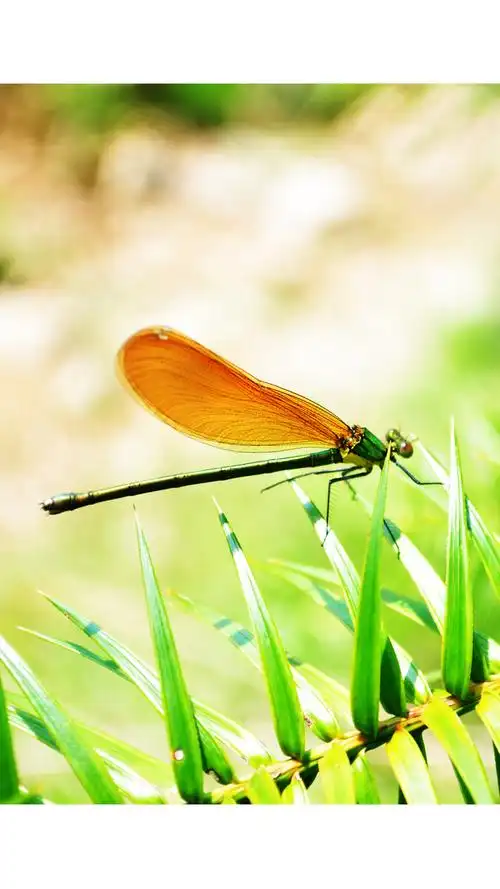 豆娘,属于昆虫纲,蜻蜓目,束翅亚目,统称蟌(cōng).