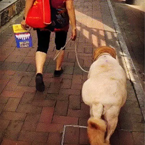 老奶奶牵着一头200斤的"猪"上街,而猪回头的瞬间,笑喷了