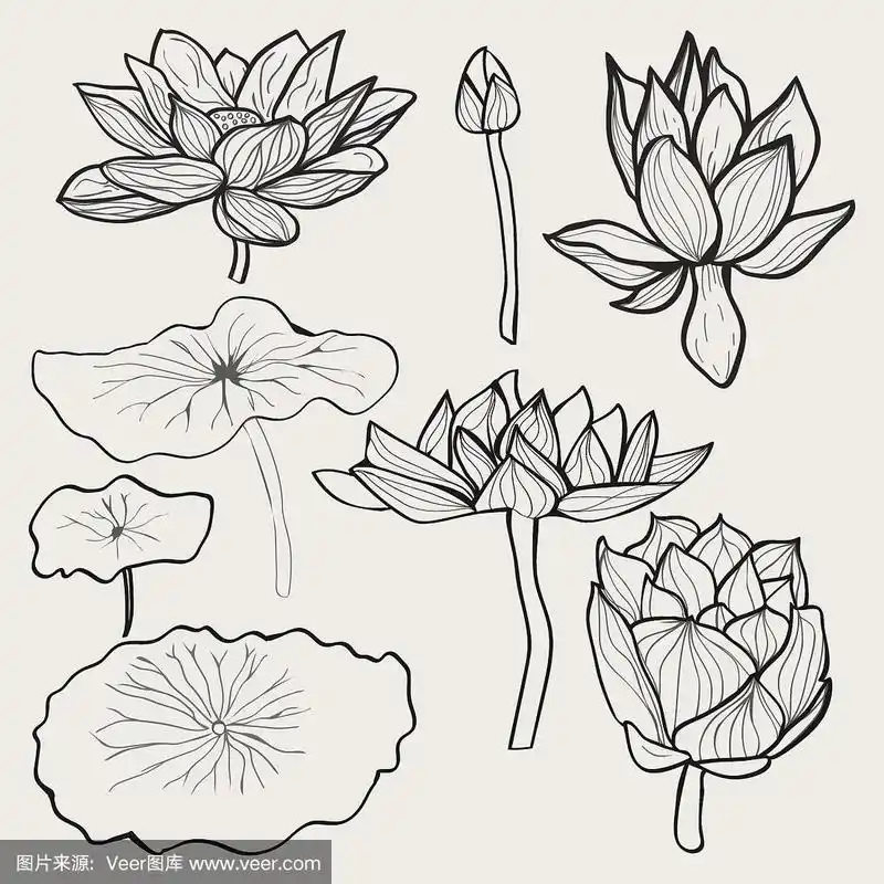 美丽的单色手绘荷花和荷叶.