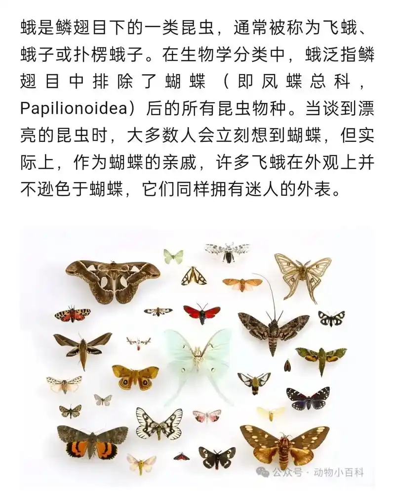 动物科普   #昆虫世界   介绍世界上最漂亮的10种飞蛾 - 抖音