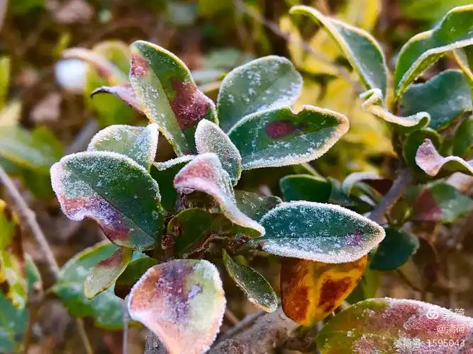 傲霜斗雪的冬青