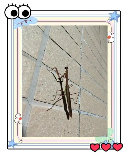 南国北师的珍稀捕食者 中华刀螂,又称中华刀螳,中华螳螂或大刀螳螂