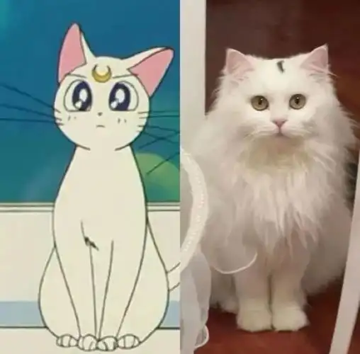 美少女战士|白猫_网易订阅