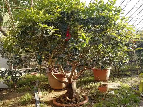 常年出售盘龙香桂花耐冬花卉诚信买卖童叟无欺