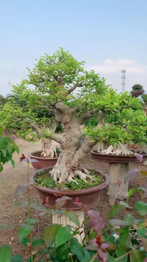 黄金朴树 大型朴树盆景