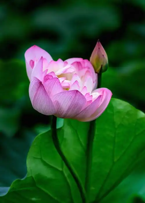 清新脱俗 出尘如仙