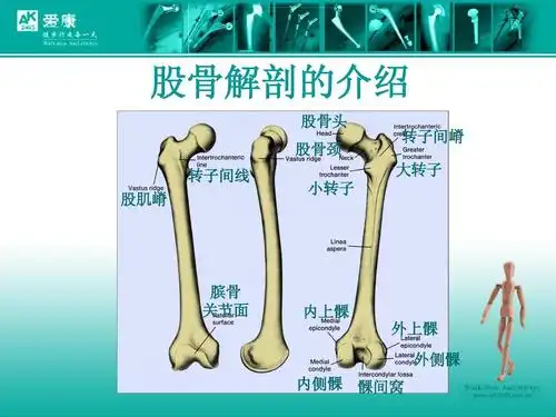股骨解剖的介绍 股骨头 股骨颈 转子间线 股肌嵴 小转子 转子间嵴 大