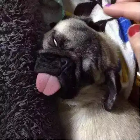 注意:宠物翻白眼可没那么简单哦!