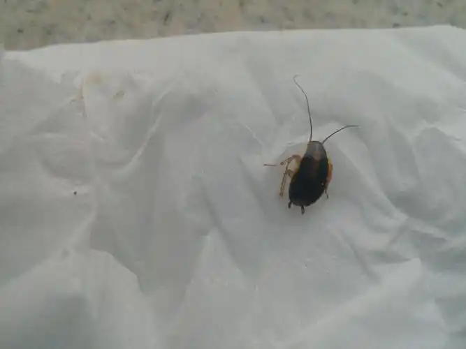 家里厨房有很多这样的小虫,问一下这些是蟑螂吗?