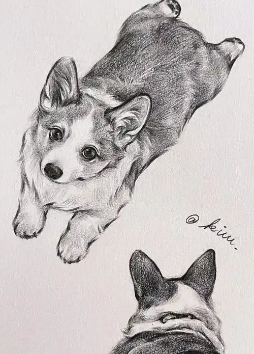 素描 | 宠物狗