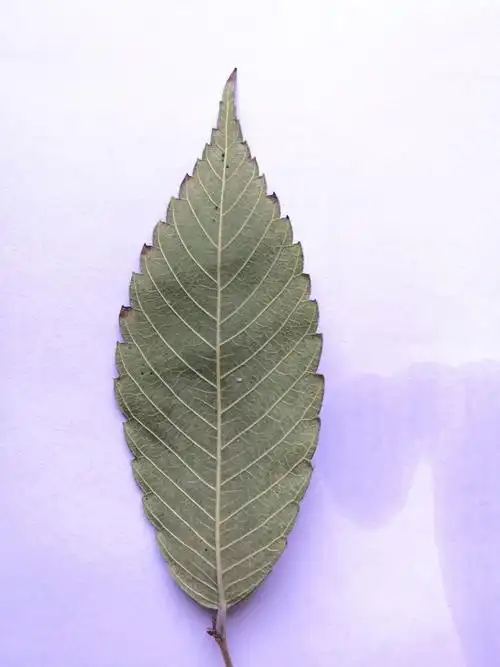 三种榉树辨识技巧