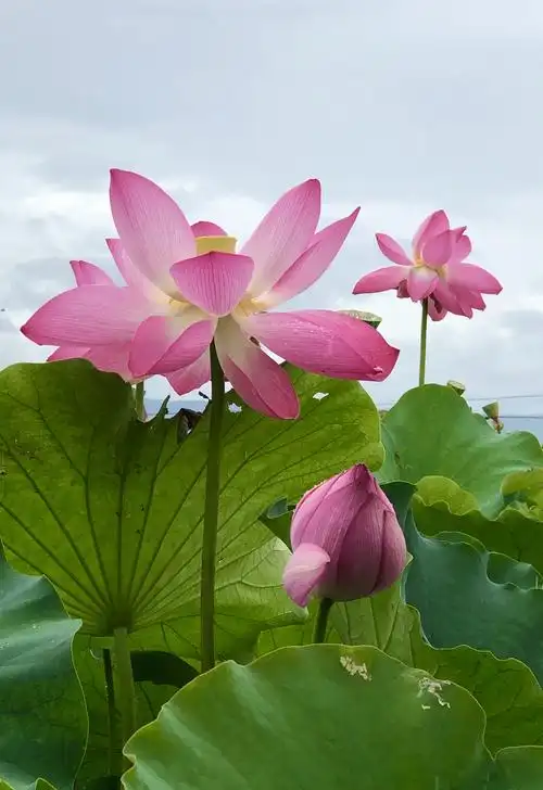 荷花荷花——你最纯洁最美丽