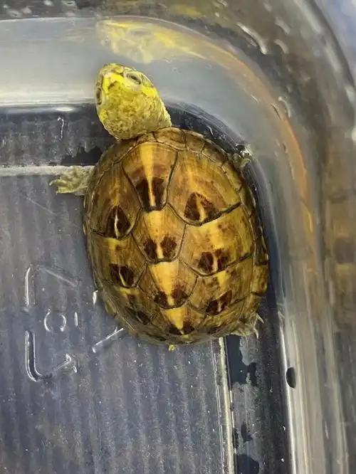 龟龟  #果核蛋龟  果核母4.5cm满暗纹588