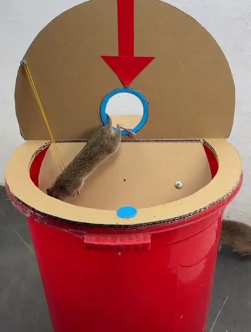 用家里的水桶和纸皮做成的捕鼠器,老鼠贼好抓!