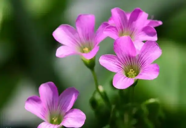 心理学:4种幸运花,你会选哪种?你今生的运气会越来越好吗?