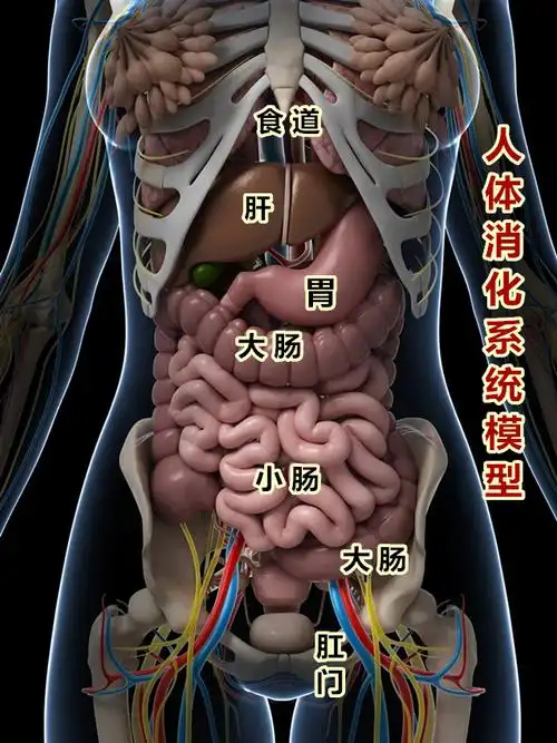 写美篇     从模型中可以看到人体消化系统主要由胃,小肠,大肠这三