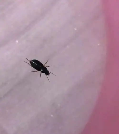 这种虫子并没毒,可以用杀虫剂除掉.同时,也应该注意室内的卫生.