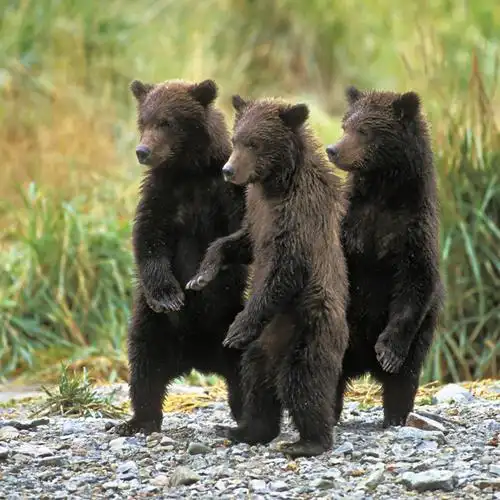 无人,站,方图,室外,白天,纯洁,哺乳动物,野生动物,熊,尼泊尔,美国