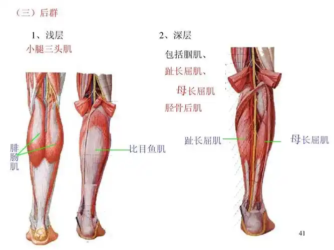 运动解剖学(肌学)ppt_word文档在线阅读与下载_无忧文档
