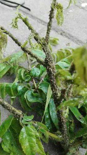 园林植物病虫害防治--春季篇