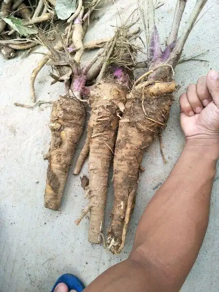 白芷种子种植时间基地种植