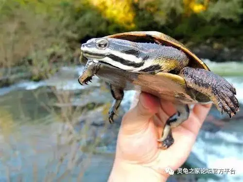 威廉姆斯蟾头龟 威廉氏蟾龟