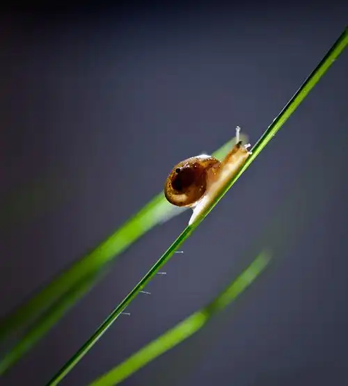 静静的蜗牛图片野生动物蜗牛