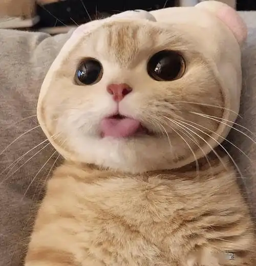 猫咪为什么会像狗一样吐舌头?