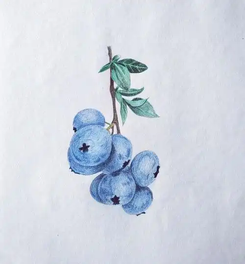 我的彩铅世界(五)