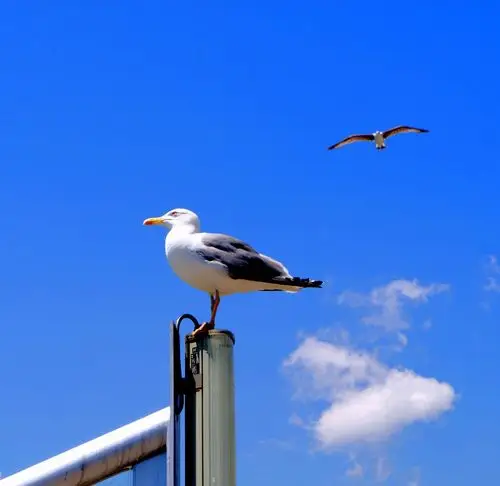 我在爱情海边拍海鸥 - 美篇