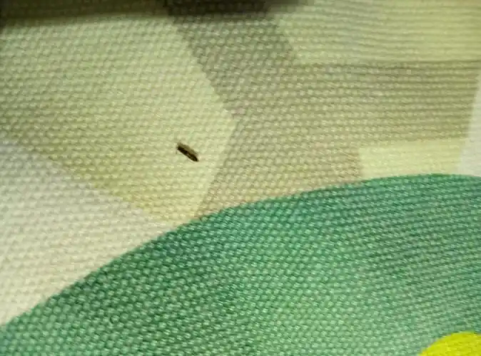 床上出现一些小虫子 看着跟蚂蚁差不多大!~ 有懂得 告诉下