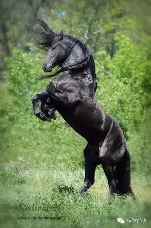 世界上最帅的骏马《黑美人》欣赏