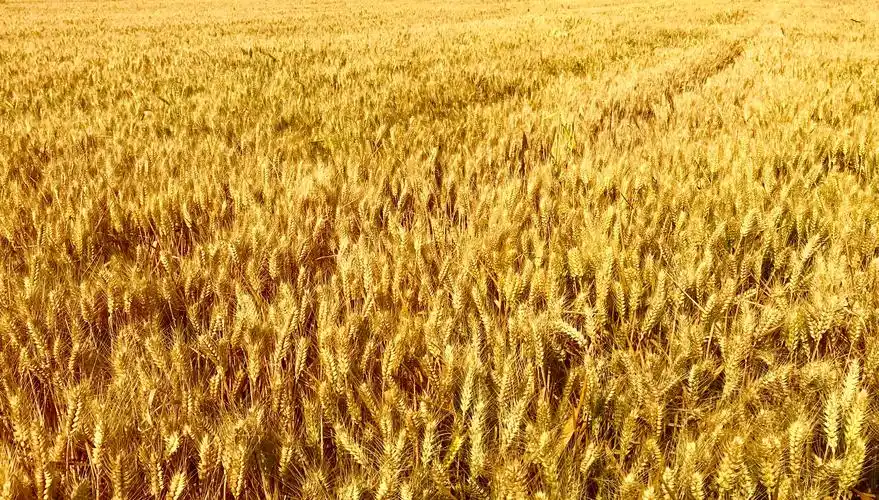 麦浪滚滚闪金光 军休女兵下乡忙