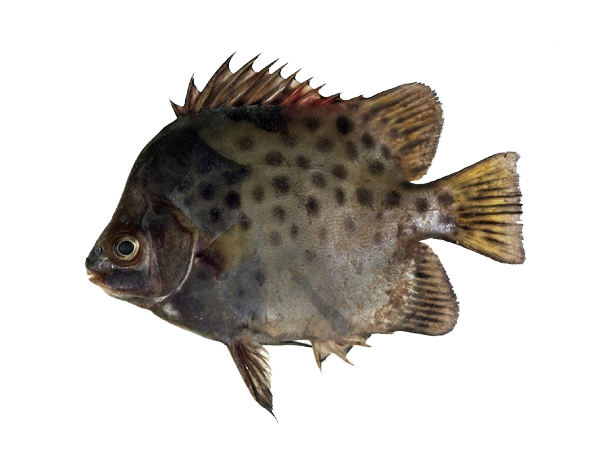 金钱鱼(金鼓斑)