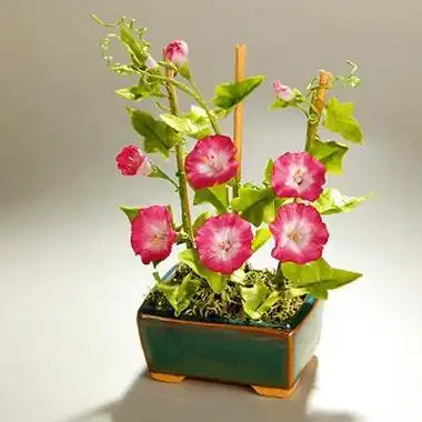 牵牛花的养殖方法大全 牵牛花的养殖方法和注意事项 盆栽