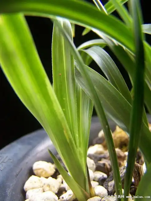 芬芳湘苑 -----拉丝草-蕙兰篇-中国兰花交易网社区