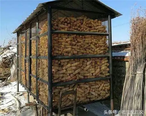 第二种是专门做了一个可长期存放玉米的棚架.