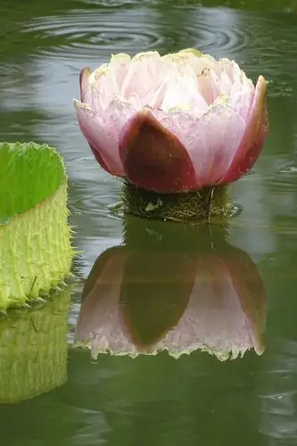 其它 难得一见——王莲开花 写美篇这次有好几朵王莲花待放.