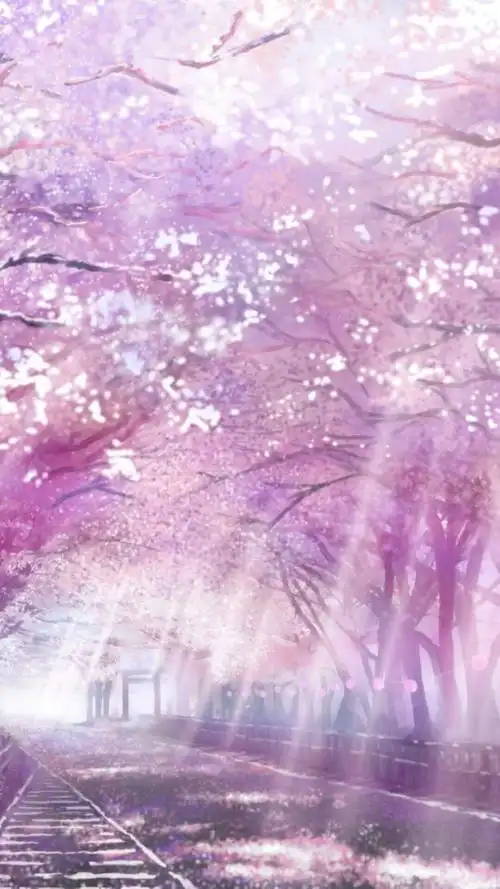 壁纸二次元樱花