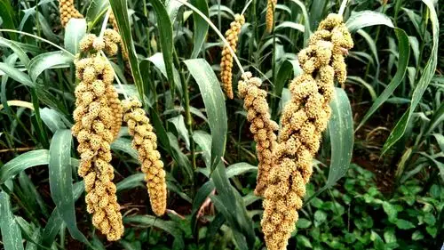 春节带上雪白庄山小米回家过年喽