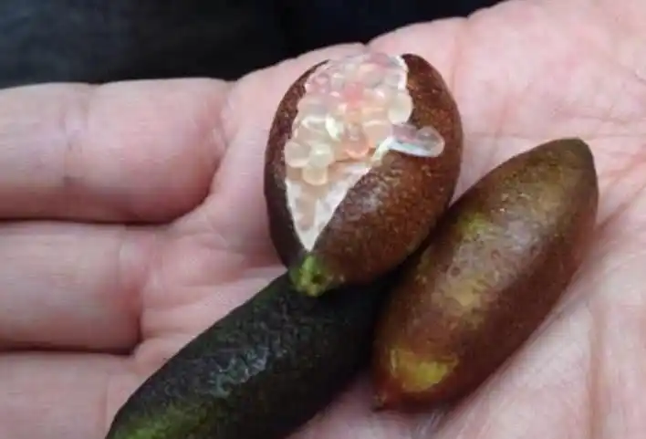 世界上非常罕见的水果,土豪也很少能够吃到,你们有见过吗?