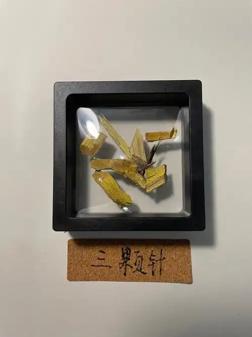 每日中药三颗针