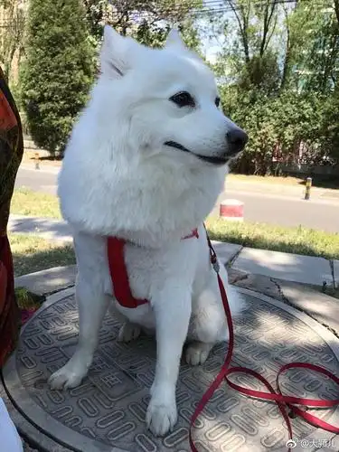 一只纯白色的银狐犬图片分享