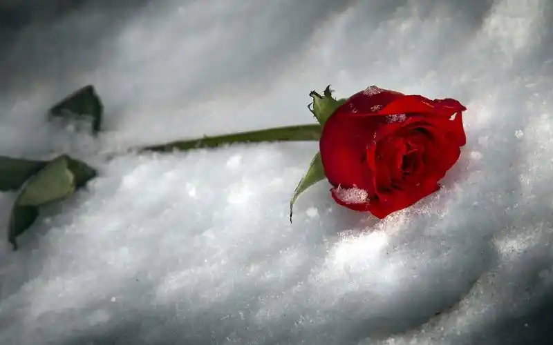 大家觉得水瓶和天蝎哪个更好?(请不是水瓶和天蝎的童鞋投票)谢谢配合