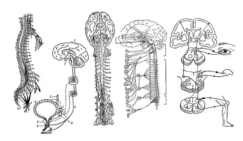 中枢神经系统图片_中枢神经系统高清图片_全景视觉