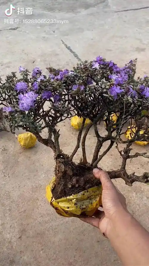 米叶杜鹃叶片细小花期长耐寒耐旱适合阳台盆景手艺人盆景素材杜鹃印山